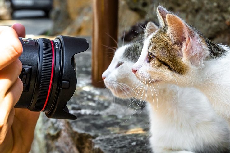 猫と女性のポートレイト撮影ならお任せください。